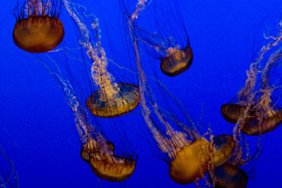 ex orange jellyfish sea nettle_MG_7304.jpg