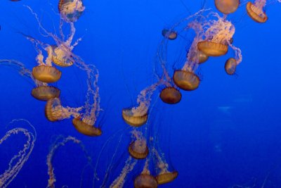 ex mass of orange jellyfish in big tank_MG_7310.jpg