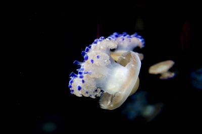 ex blue tipped jellyfish_MG_7270.jpg