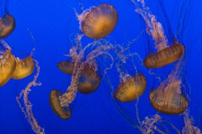 ex bunch of orange jellyfish_MG_7303.jpg