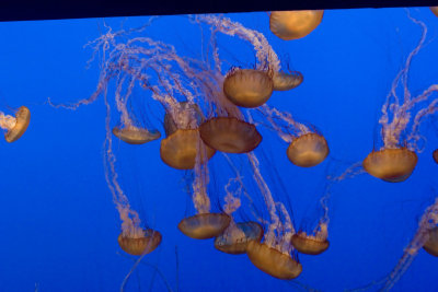 ex mass of jellyfish orange_MG_7301.jpg