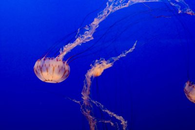 ex long tendrelled jellyfish_MG_7287.jpg