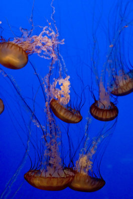 ex mass of orange jellyfish_MG_7319.jpg