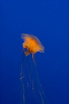 ex lions mane jellyfish _MG_7292.jpg