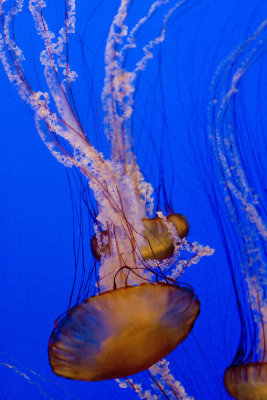 ex a few upside down orange jellyfish_MG_7315.jpg
