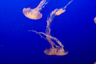 ex brown white jellyfish_MG_7286.jpg