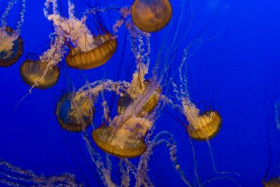 ex mass of orange jellyfish 2_MG_7302.jpg