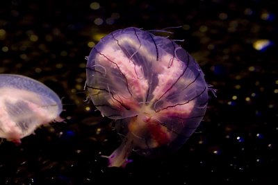 ex flower hat jellyfish tiffany 1_MG_7253.jpg