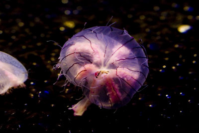 exi flower hat jellyfish_MG_7252.jpg