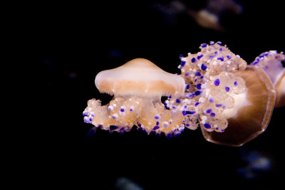 ex several blue nodule jellyfish_MG_7272.jpg