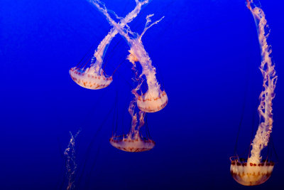 ex light colored upside down jellyfish a bunch_MG_7284.jpg