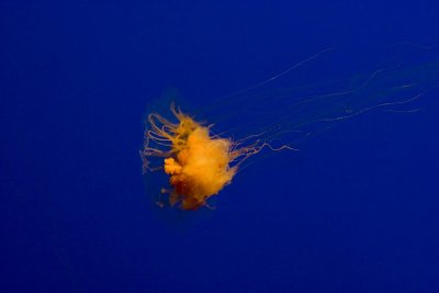 ex lion jellyfish bright orange_MG_7296.jpg