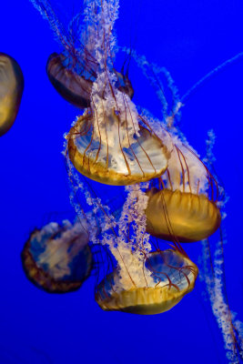 ex bunch of orange jellyfish upside down_MG_7314.jpg