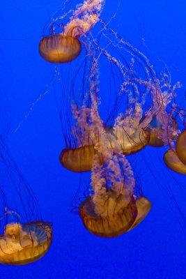 ex mass of orange jellyfish_MG_7318.jpg