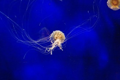 ex long strung out jellyfish_MG_9760.jpg