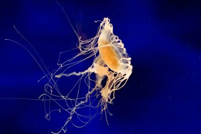 ex tangled jellyfish_MG_9772.jpg