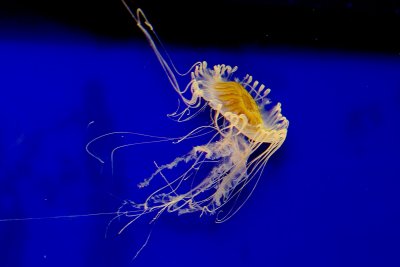 ex flash shot of jellyfish _MG_9776.jpg
