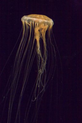 ex soft focus tall jellyfish_MG_9780.jpg