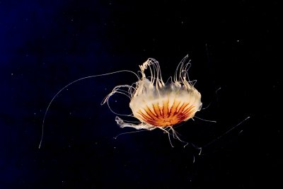 ex upside down tangled jellyfish_MG_9771.jpg