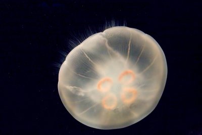 ex moon jellyfish orange circles_MG_8687.jpg