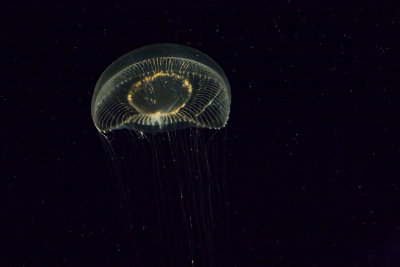 ex tiny almost transparent jellyfish_MG_8721.jpg