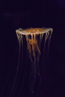 ex flat jellyfish top long tenticals_MG_8786.jpg