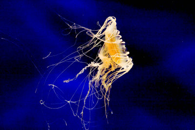 ex tangled jellyfish_MG_9774.jpg