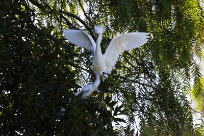 ex parent egret with open beaked baby_MG_5233.jpg