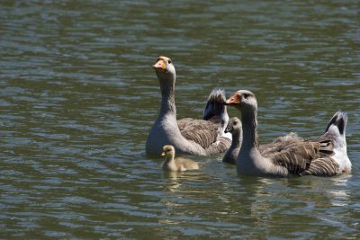 ex large birds swans geese and babies in water_MG_5643.jpg