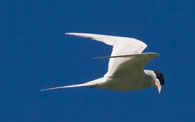  lesser tern flying in blue sky_MG_0244.jpg