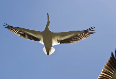  white pelican from below flying_MG_8855.jpg