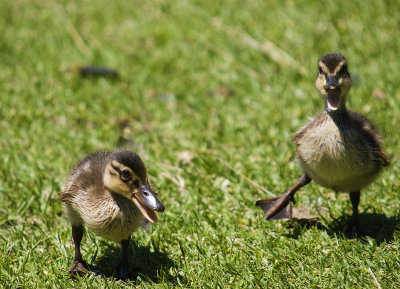  squacking baby ducks on grass great poses expressions_MG_8787.jpg