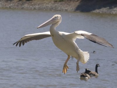  white pelican heading toward landing_MG_8852.jpg