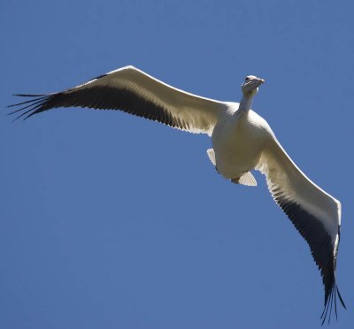  white pelican flying face on from below_MG_8879.jpg