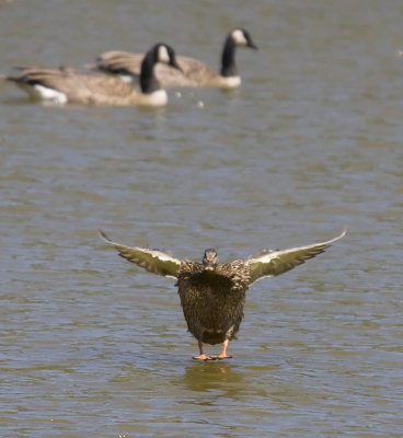  duck landing on water feet 1 mm over the water_MG_8844.jpg