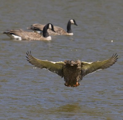  duck coming in for a water landing face on_MG_8843.jpg