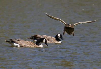 duck coming in for a water landing face on over two geese_MG_8840.jpg