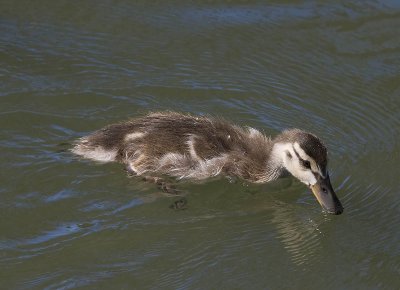 baby duck in water_MG_5301.jpg