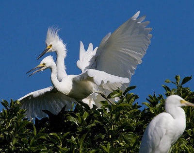  two headed snowy egret beaks open wings spread_MG_0213.jpg