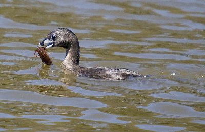 grebe with crayfish in beak_MG_8806.jpg