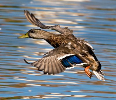  flying duck_MG_0481.jpg
