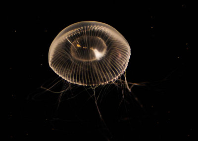 translucent white jellyfish_MG_9813.jpg