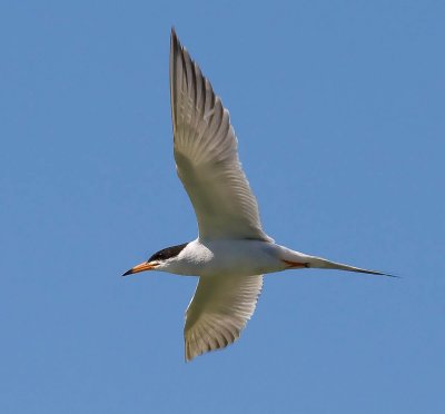 Lesser Tern in flight_MG_5412.jpg