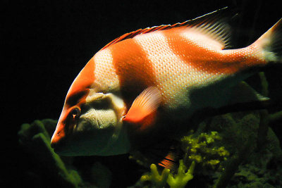 Orange Fish 2794.jpg