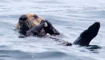 Sea Otter Cracking Sea Shell 3070.jpg