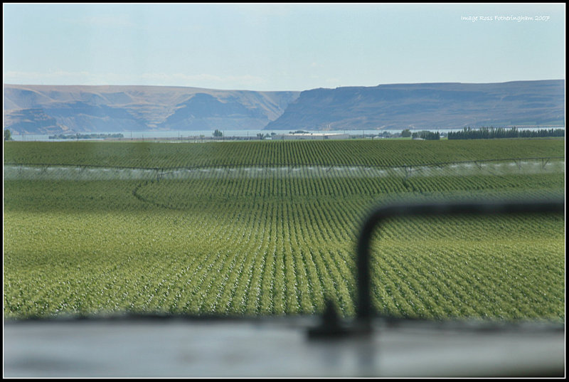 Corn Field