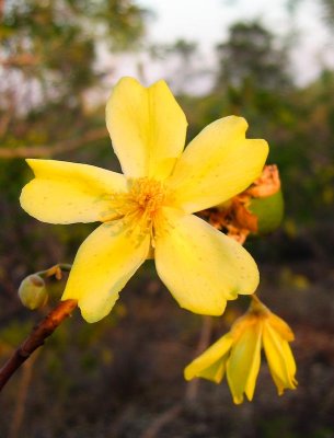 Kapok tree flower