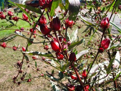 Rosella bush - belongs to mallow/hibiscus family - makes good jam