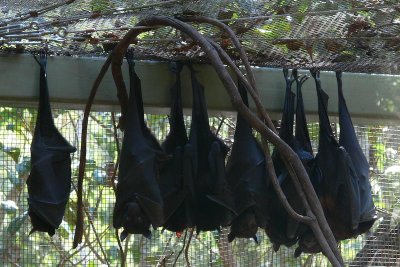 Flying foxes or fruit bats