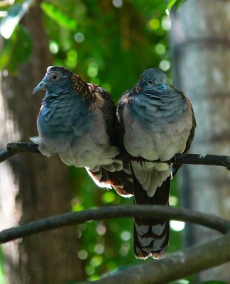 native doves